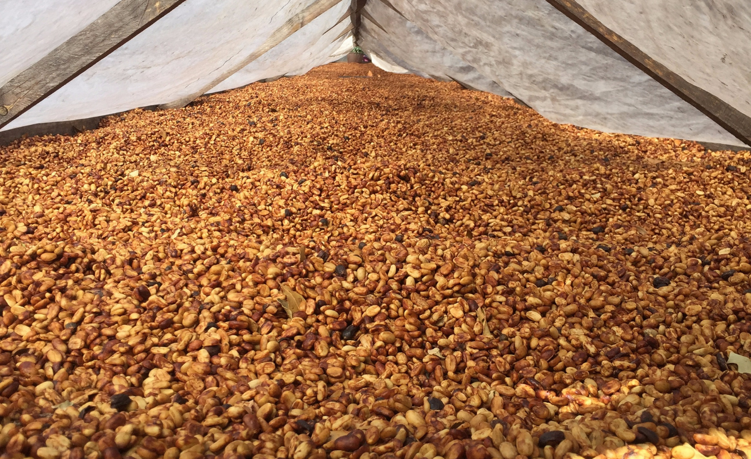Extract Coffee Roasters Honey Process Coffee Finca Santa Teresa Panama