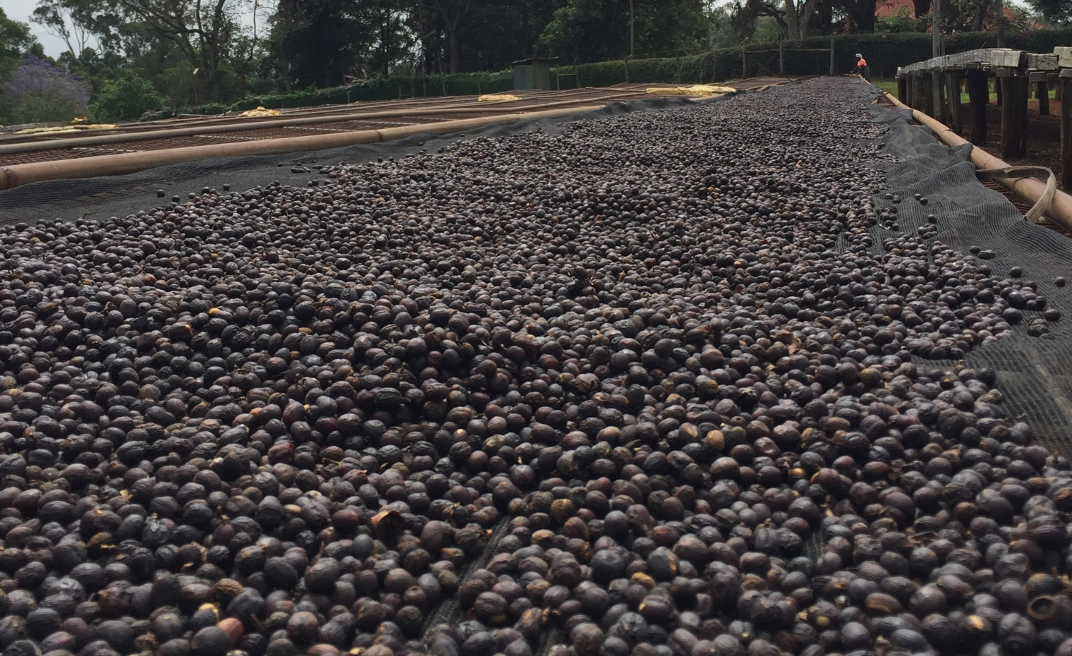 Extract Coffee Roasters Natural Coffee Raised BedsChania Estate Kenya
