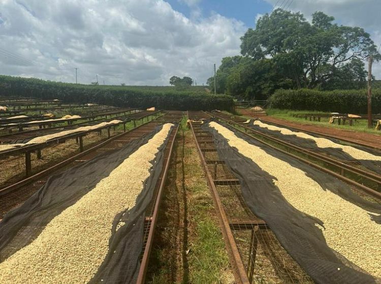 Kenyan Coffee - Speciality Coffee - Extract Coffee Roasters